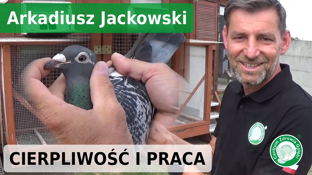 CZG gołębie - Arkadiusz Jackowski - cierpliwość, praca przez lata, konsekwencja, sukces