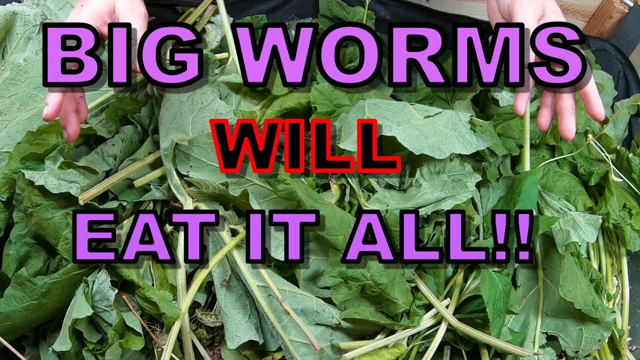 My Biggest Worms Take on a Pile Of WEEDS- No problem