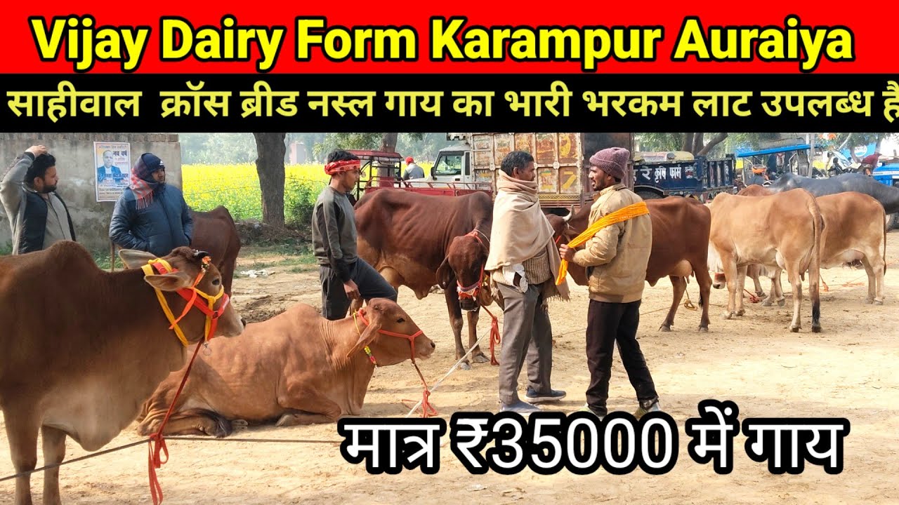 Cow for sale | Vijay dairy farm karanpur Auraiya | साहिवाल क्रॉस ब्रीड गाय मात्र 35000 #govindrajput