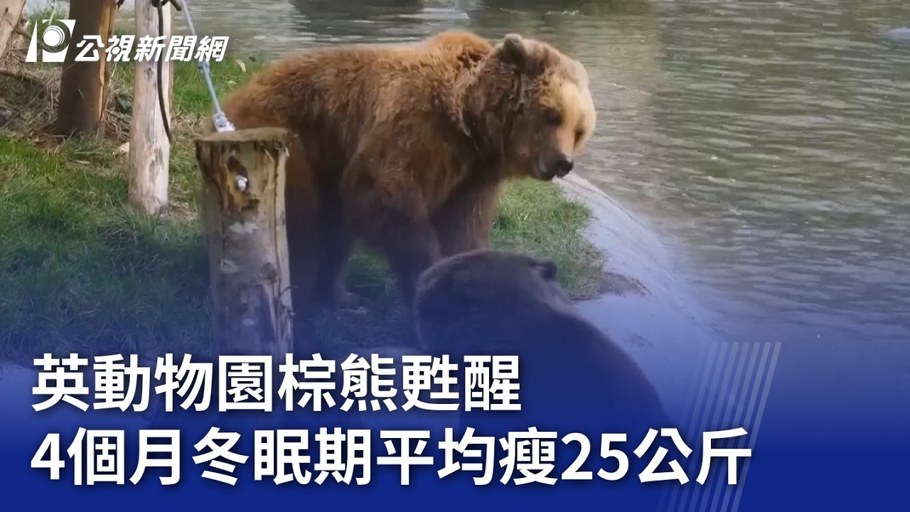 英動物園棕熊甦醒 4個月冬眠期平均瘦25公斤｜20260310 8點新世界