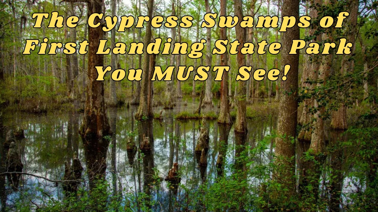 The Cypress Swamps of First Landing State Park You MUST See! #hiking  #virginia  #stateparks