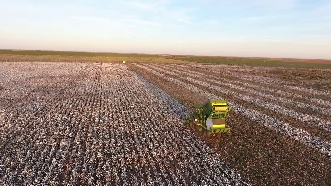 West Texas cotton picking