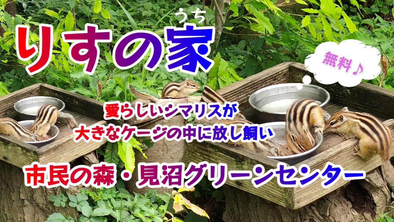 【4K】「りすの家 (うち)」  市民の森・見沼グリーンセンター 可愛いシマリスが放し飼い◆Squirrel house◆2023.7.8
