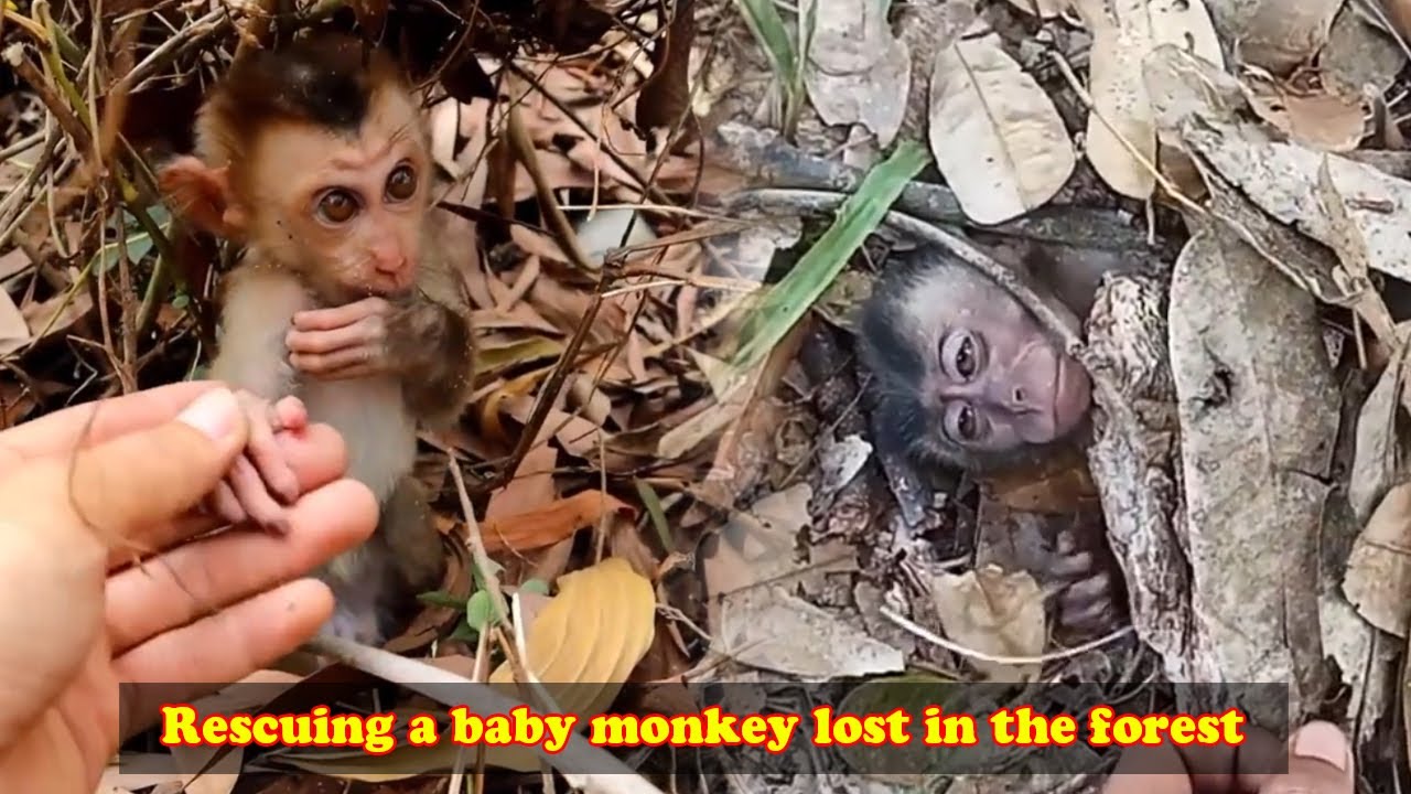 Rescue a baby monkey lost in the forest. The poor little monkey was fortunately rescued in time