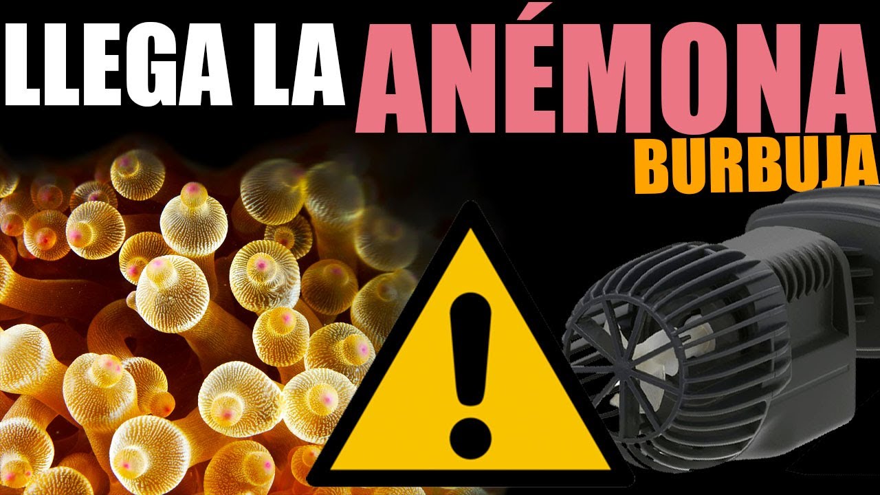 ANEMONA BURBUJA | Entacmaea | Quadricolor - Llega la anémona para que hagan simbiosis los payasos
