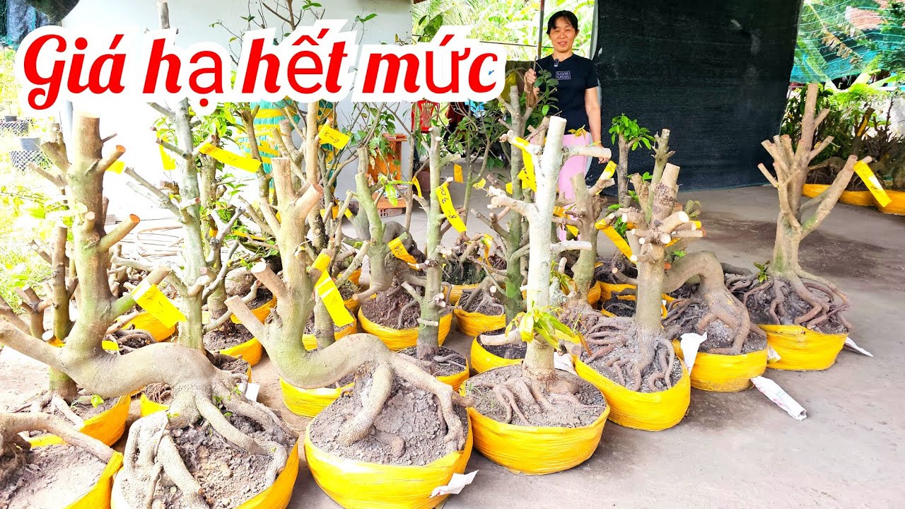Chị Vân📲 0369116270 mai giảo Thủ Đức đế đẹp giá rẻ 19/3 Chợ Gạo (@Maivàng Quê Dừa)