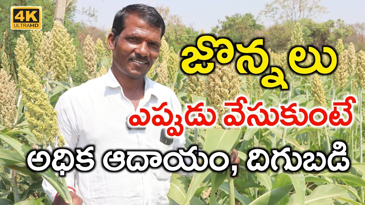 Jowar Cultivation In Telugu | 2 ఎకరాల్లో జొన్నలు పండిస్తున్న | White Jowar Crop | Shiva Agri Clinic