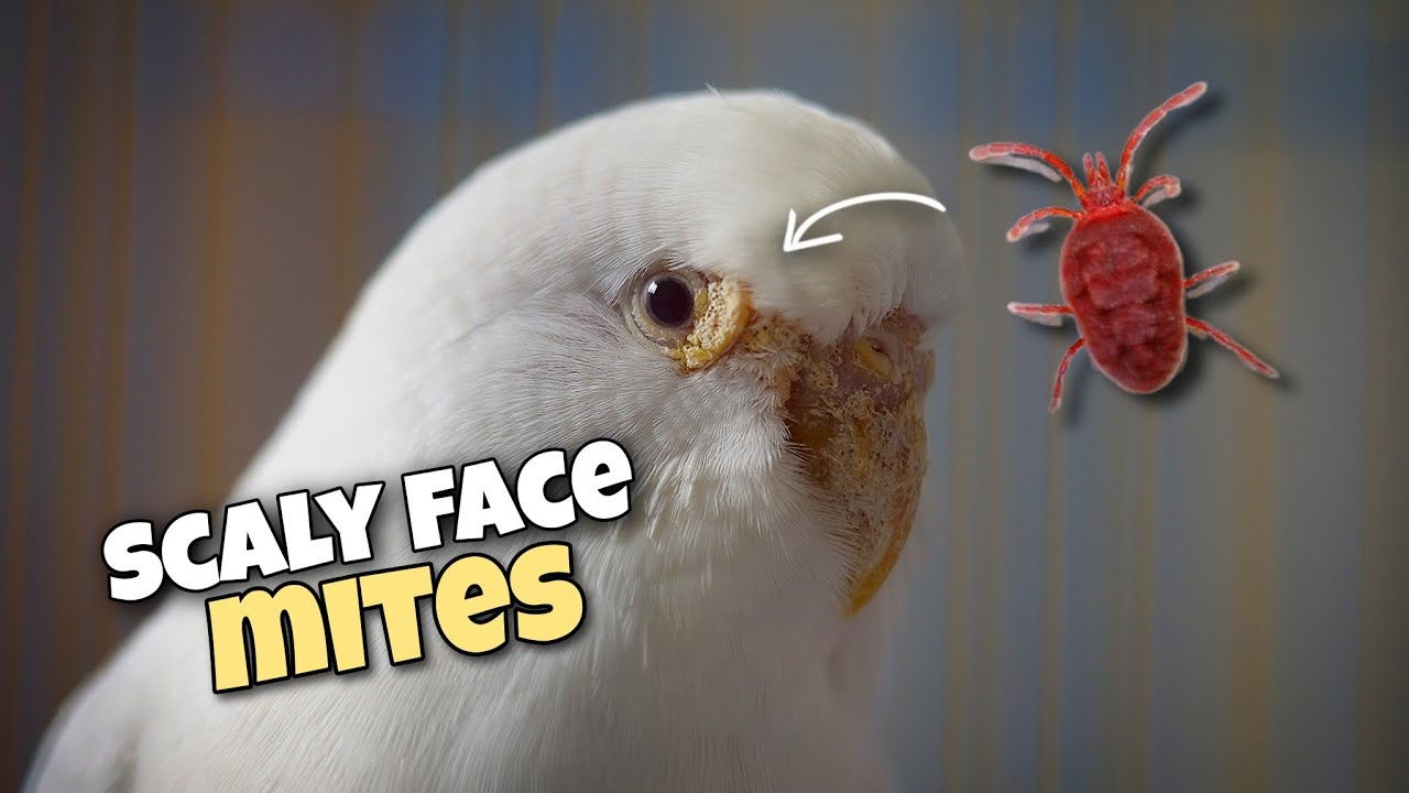 Budgie Scaly Face Mites | Symptoms, Causes, Treatment