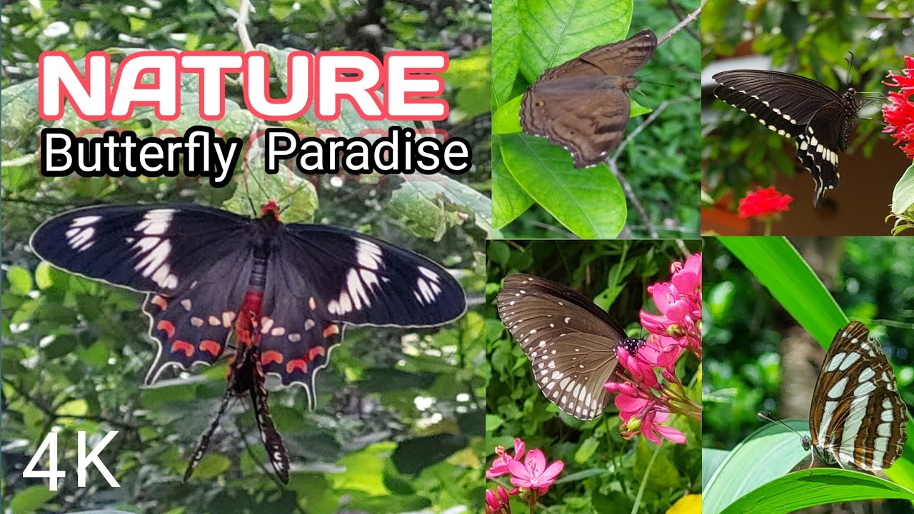 Nature   /  Butterfly Paradise             Eric Perera