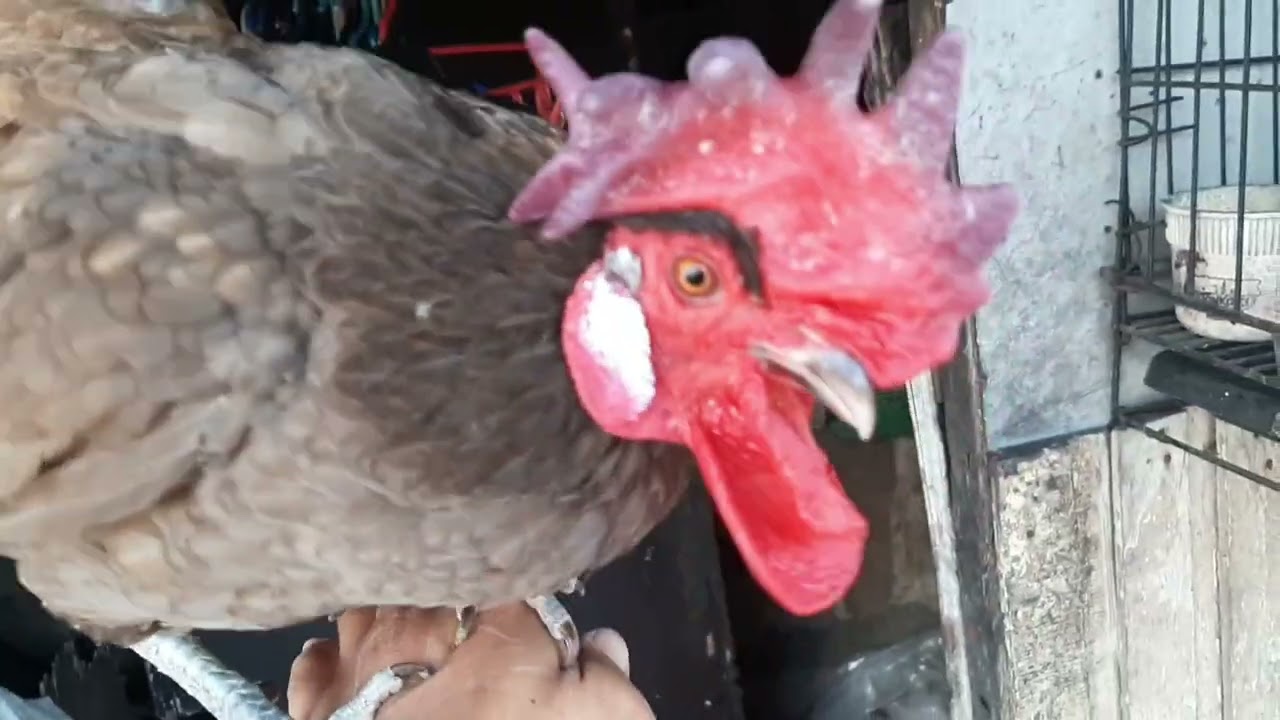 Update sa Mga Sisiw na Bantam Chicken at Ang Pamahiin 