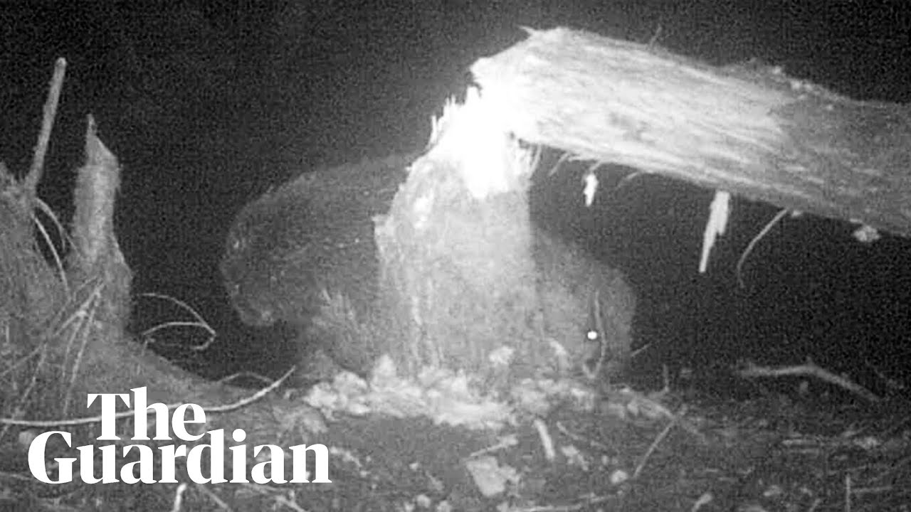 Volunteers spot first couple of beavers to settle in Norfolk for 500 years