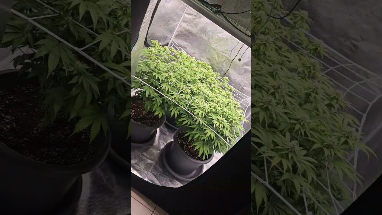 Super Lemon Haze by Greenhouse Seeds. Day 25 of Flower#indoor #greenhouse #lemon #smoke #reggae #fun