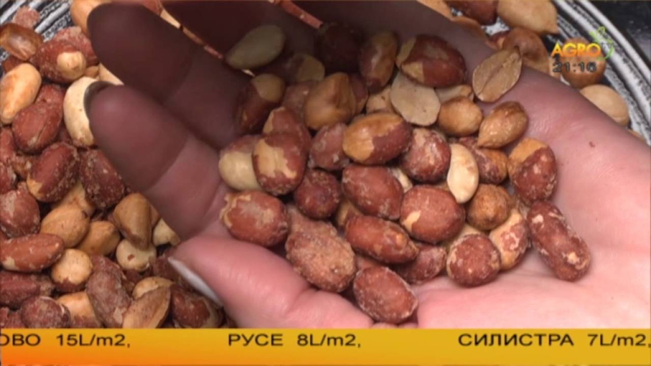 Къде изгубихме автографа на български фъстък