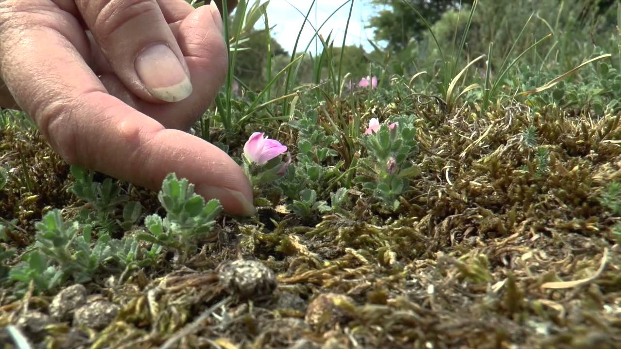 Zomerwandeling in Meijendel