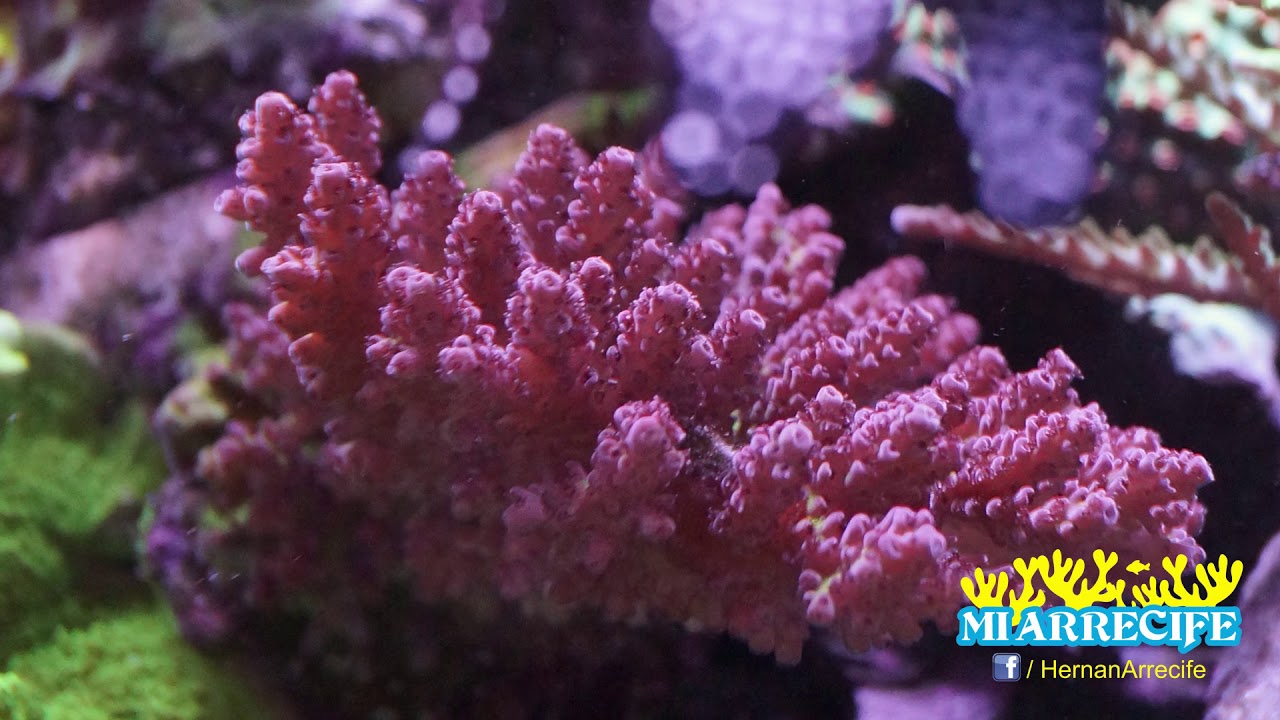Importancia y rol del magnesio en el acuario de arrecife - Mi Arrecife Blog