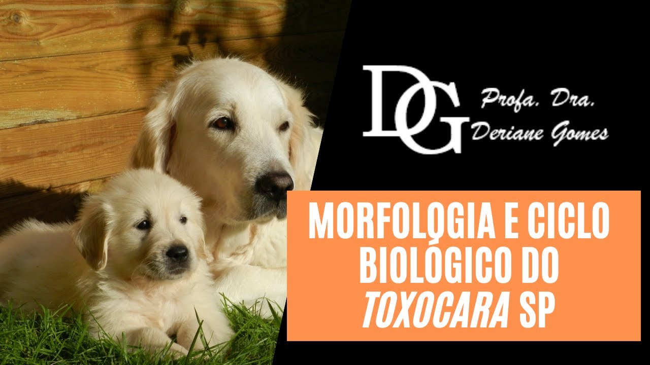 025. Morfologia e Ciclo Biológico do Toxocara