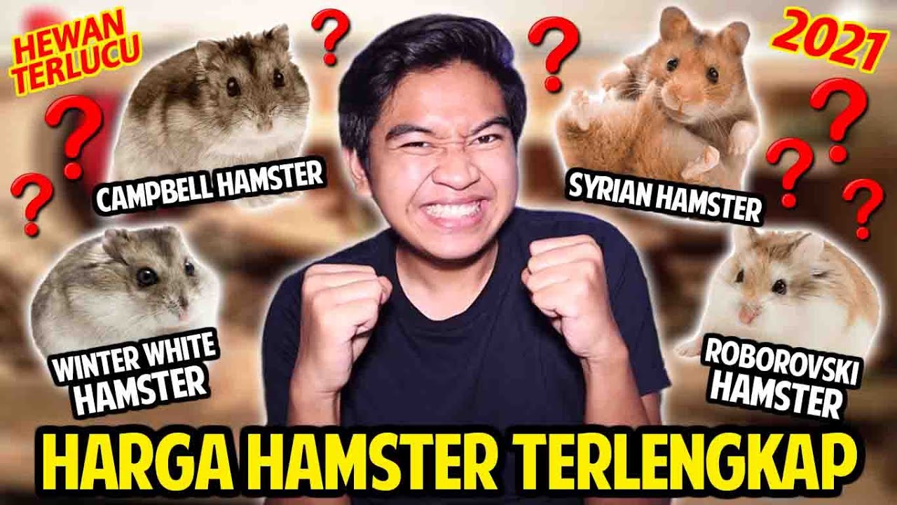 BONGKAR JENIS DAN HARGA HAMSTER TERLENGKAP 2021! TERNYATA BANYAK BANGET JENISNYA! LUCU-LUCU SEMUA!