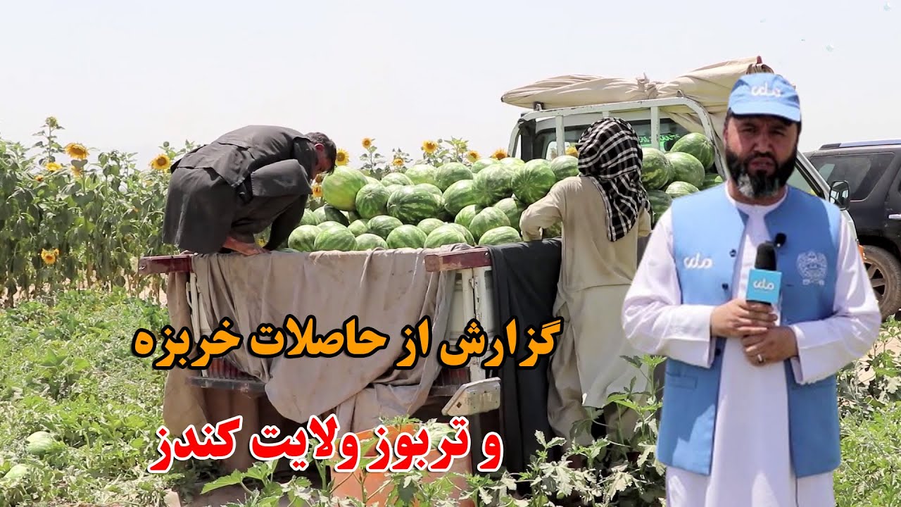 میهن من | گزارش از حاصلات خربزه و تربوز ولایت کندز