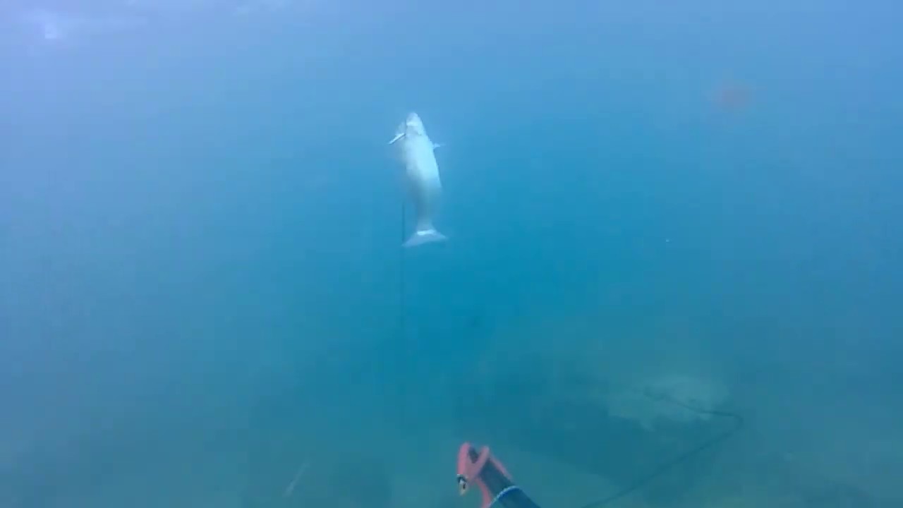 Seabass Long Shot with Mythicon Drakkar