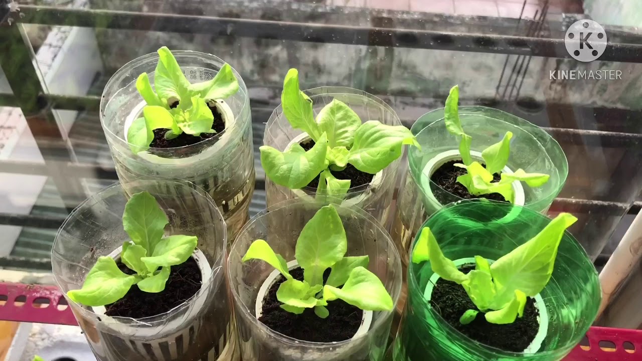 Lần đầu trồng rau xà lách bằng phương pháp thủy canh. Kết quả bất ngờ.!!!!