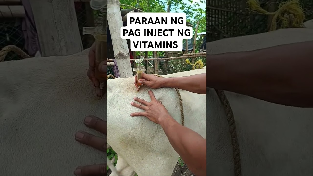 PARAAN NG pag inject Ng vitamins sa baka#farming #livestockfarming #techniques