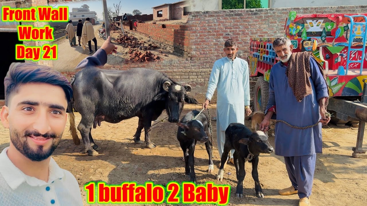 1 Buffalo Ke 2 Baby😍Front Wall Work Day #21 Buffalo born New Baby￼|Its Cost So highHamza sidhu House