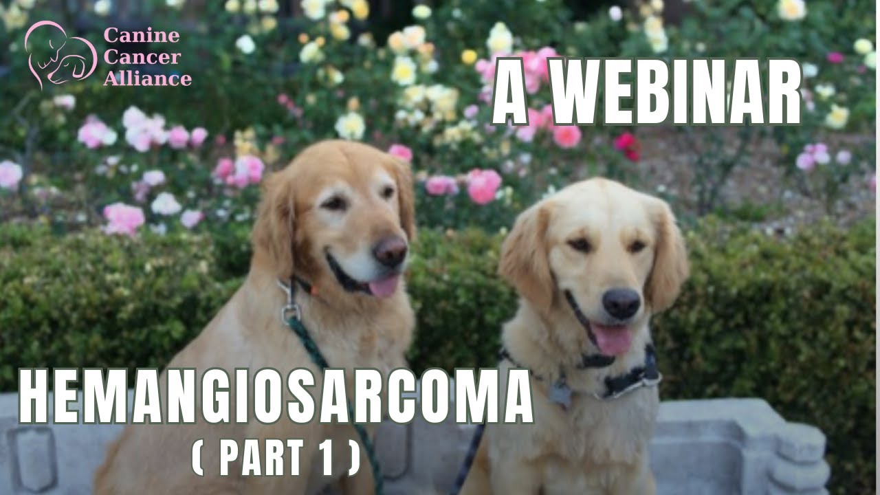 Hemangiosarcoma Research Findings (Part 1)