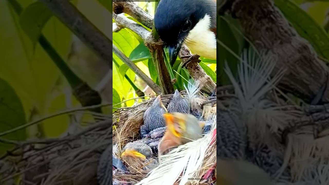 Mother feeding beautiful baby birds nest||Musa plus am||
