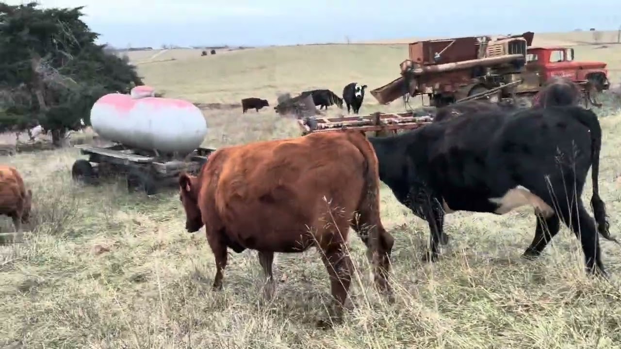 Winter feeding has arrived 