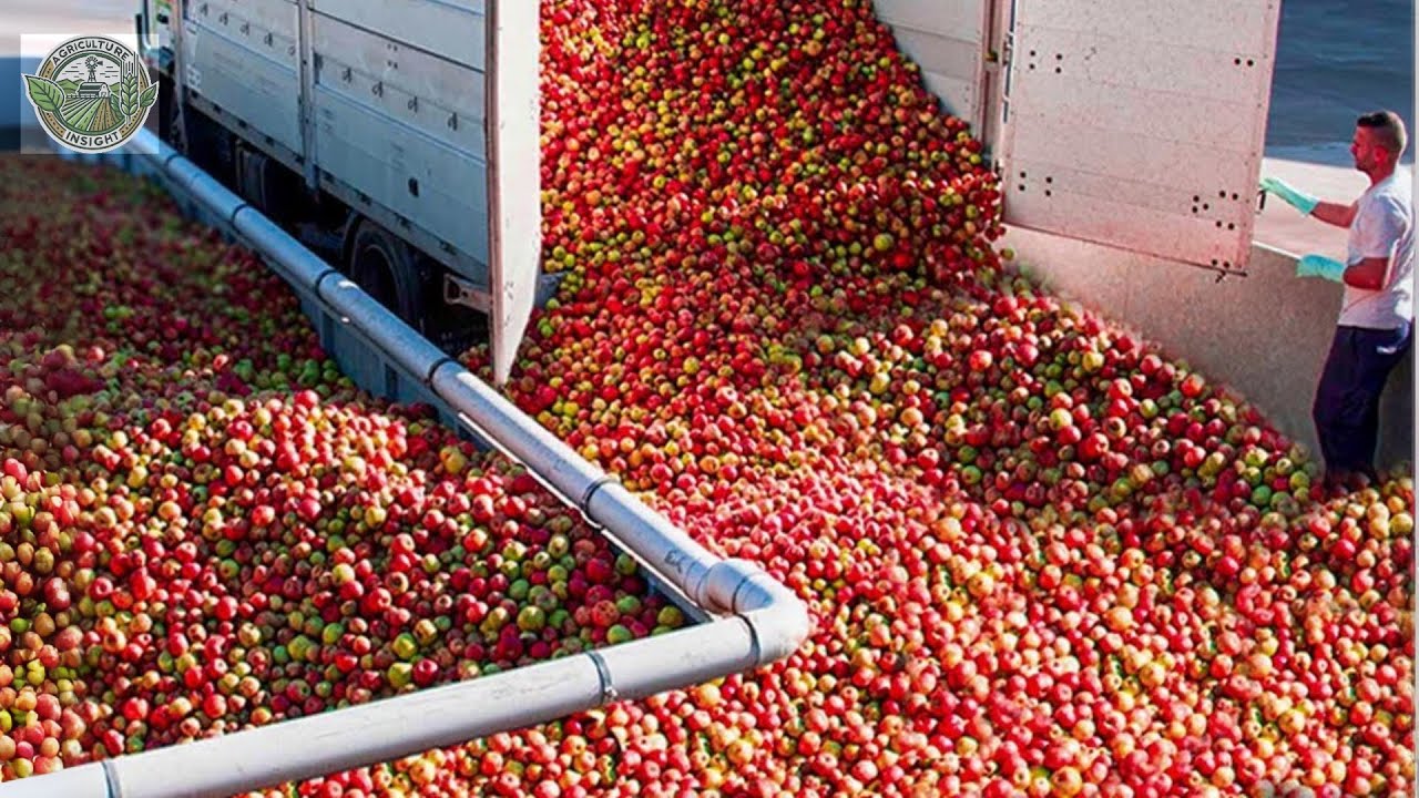 10.3 Billion Pounds Of Apples Are Harvested & Processed In America This Way | Agriculture Technology