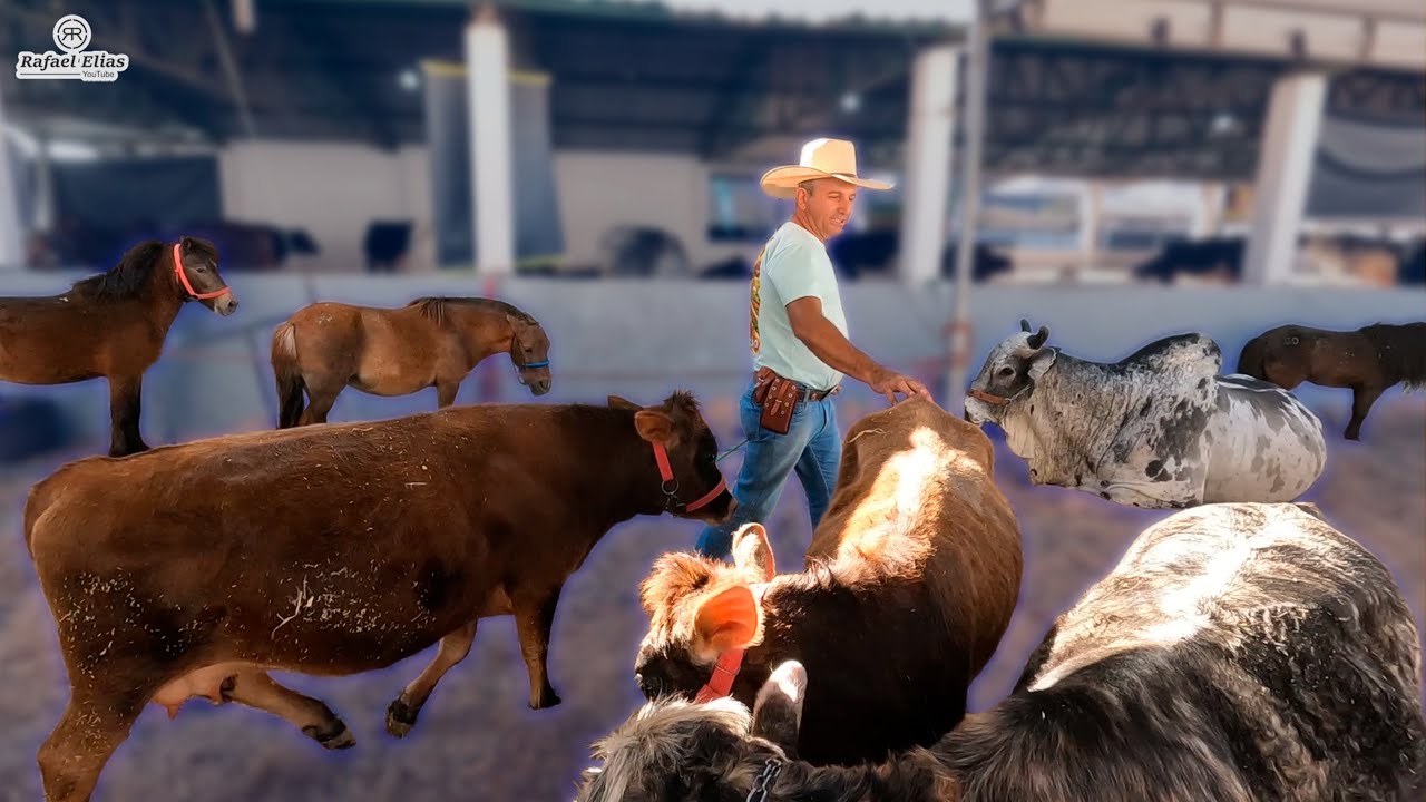 CRIAÇÃO DE PÔNEIS E MINI VACAS #boiadeiro #cavalo #fazenda #nelore #vidanaroça #minivaca #pônei