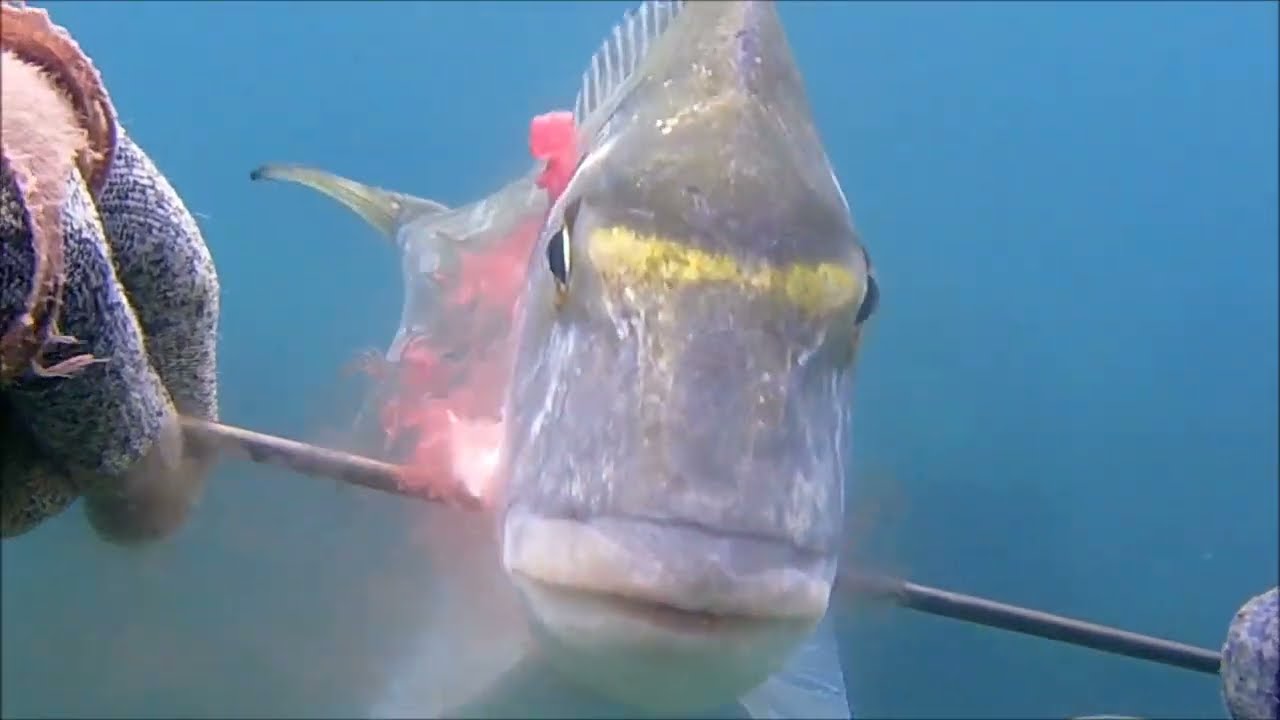 pesca sub del 3/3/26 orata bella e spigola nel nulla due ore da fortullino al  distributore chioma