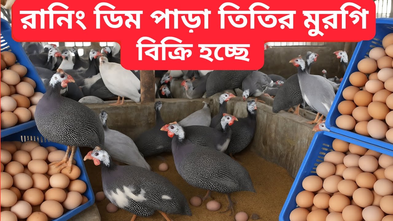 রানিং ডিম পাড়া তিতির মুরগি বিক্রি হচ্ছে | তিতির মুরগির দাম ও ফার্ম থেকে বিক্রি | SV Hasan Agro Farm