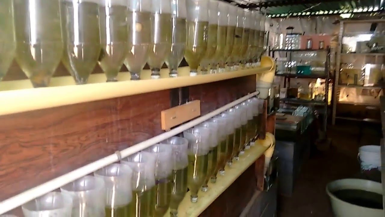 criadero de bettas y escalares