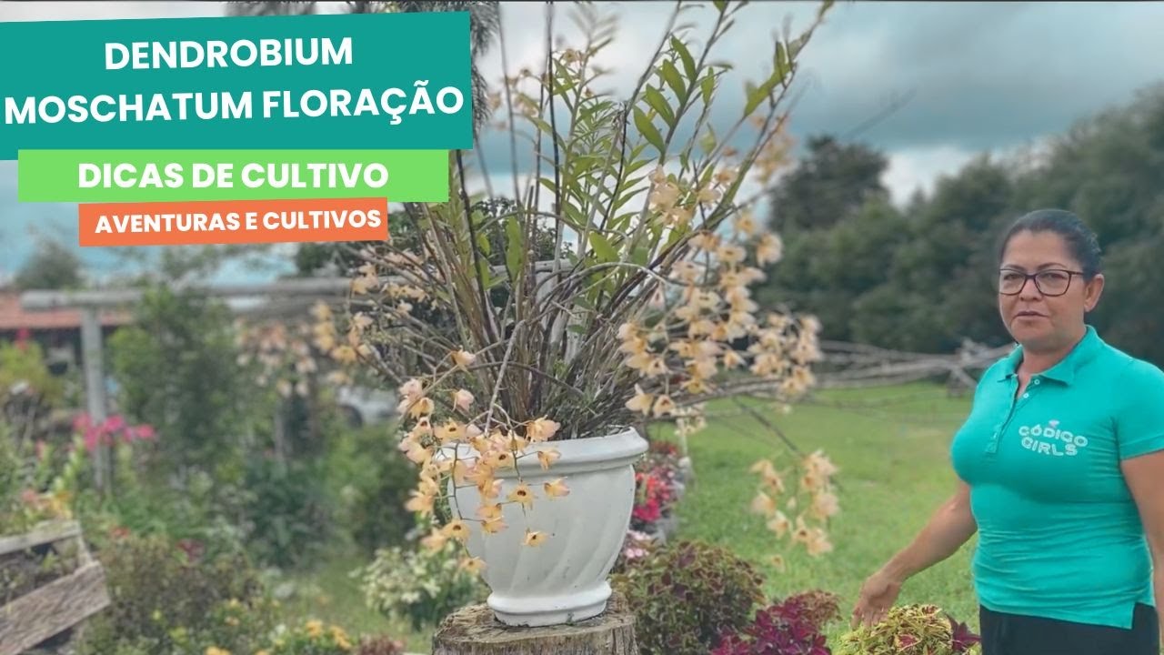 Dendrobium Moschatum Floração - Dicas de cultivo
