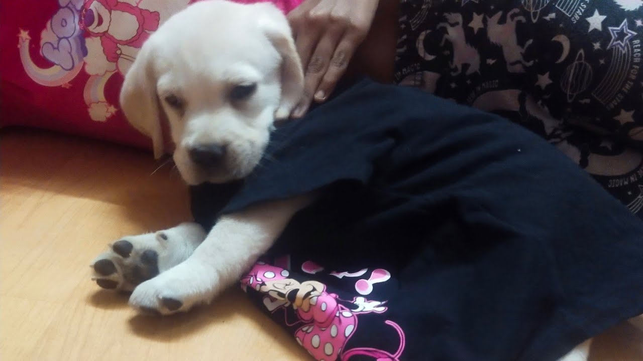 आज जिमी एकटी खेळते किती खुश आहे 🥰😍