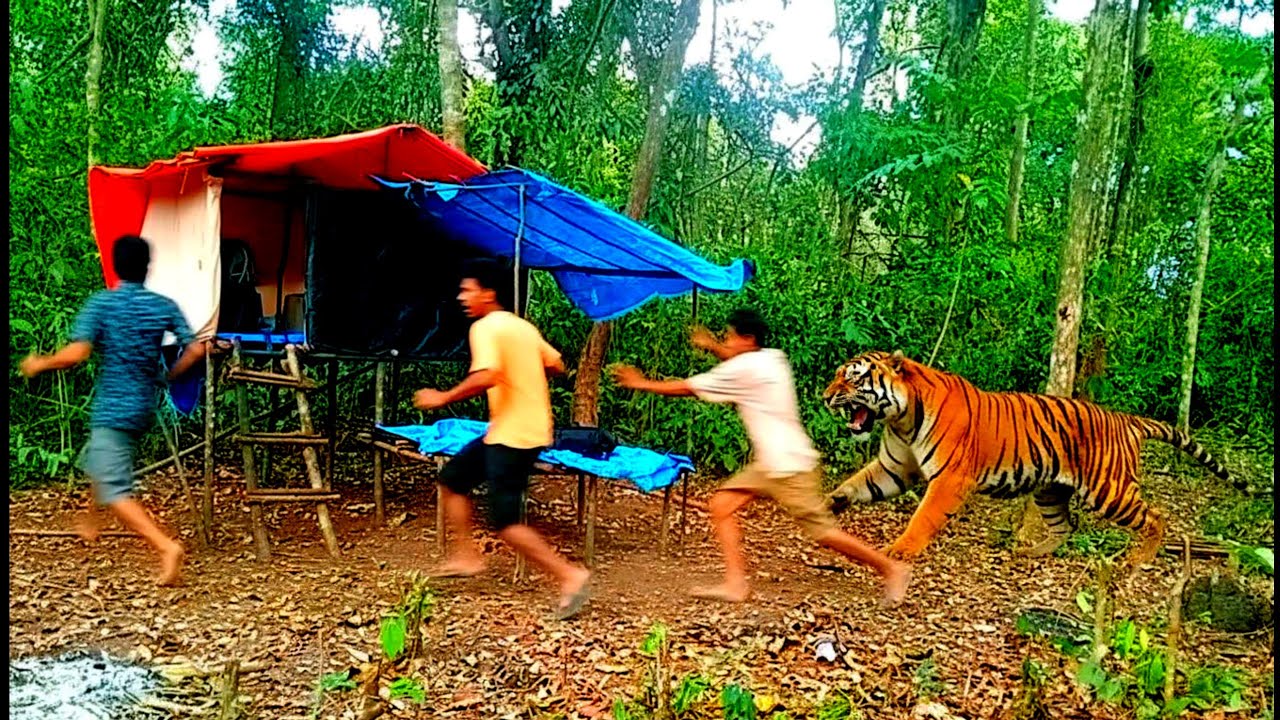 AUMAN HARIMAU TERDENGAR JELAS SAAT CAMPING 😱 siang paling menegangkan bikin badan gemetar