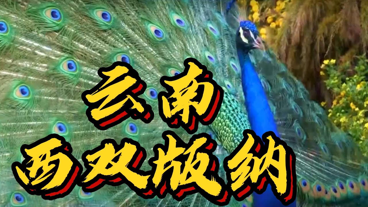 你好中国（104）云南西双版纳旅游/孔雀文化园/原始森林公园/总佛寺/勐泐大佛寺/大金塔/傣族园/曼听御花园/告庄西双景