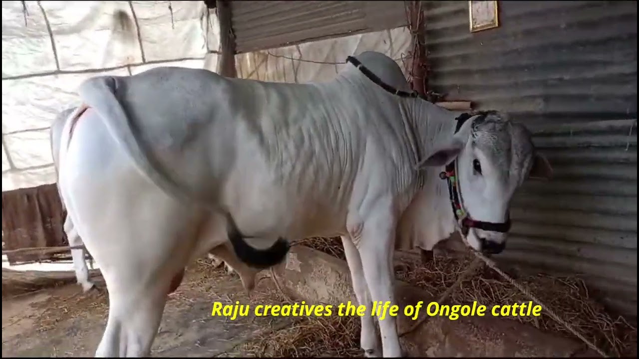 దుర్గి పాలపళ్ళు విభాగం పోటీలకు సిద్దమవుతున్న జత అమ్మకానికి 9492088310  Ongole bulls