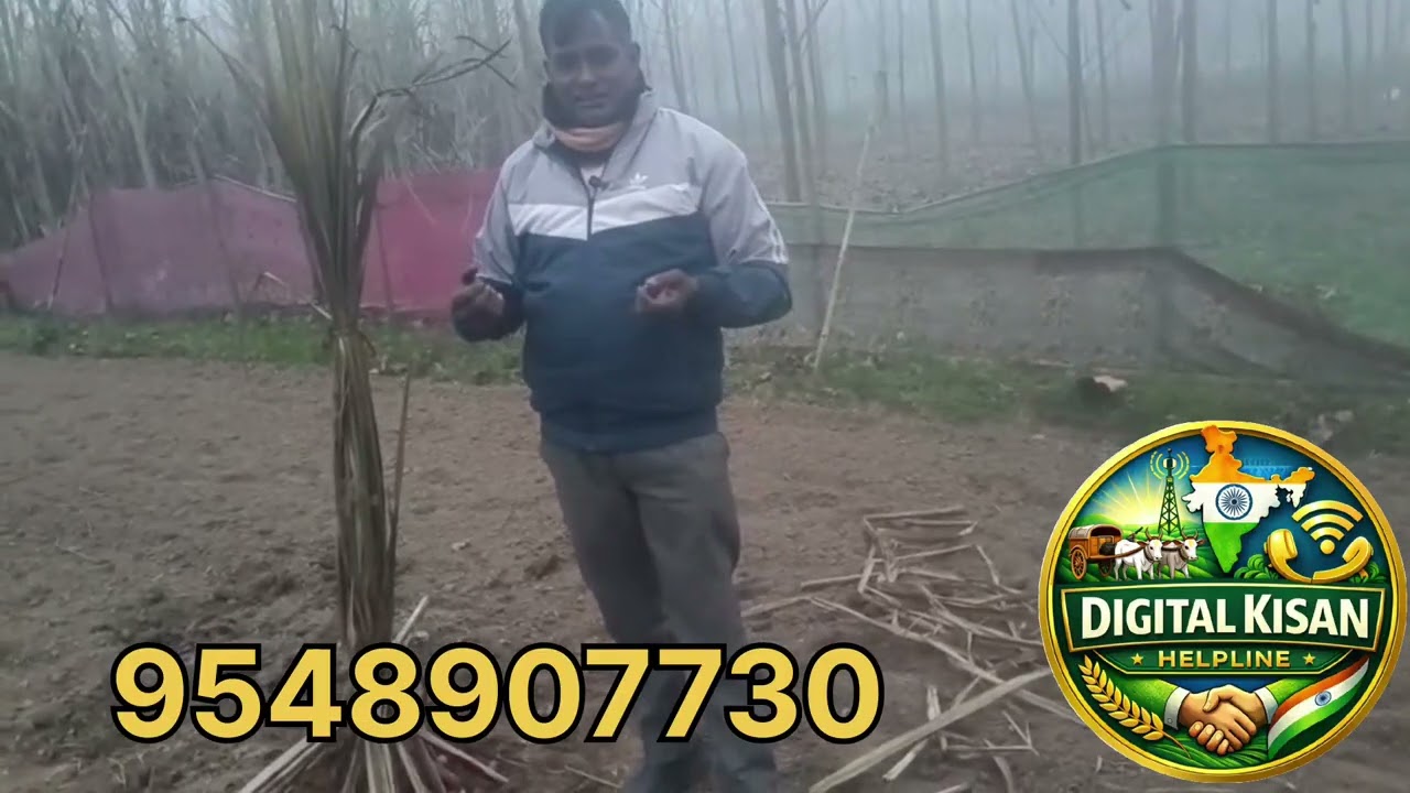 पॉपुलर को जंगली जानवरों से बचाने के आसान तरीके.  