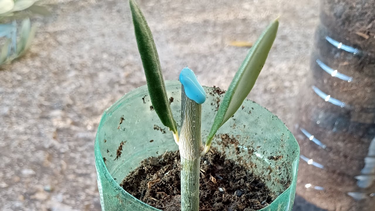 TALEA OTTOBRINA SU ULIVO... PREPARAZIONE DALLA A ALLA Z 🌿🌿🌿👌❤️