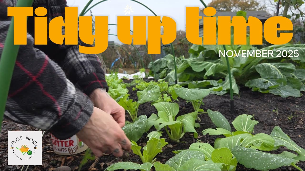 Allotment winter prep: Shed organised & plot tidy-up
