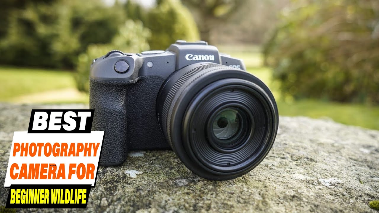 The Best Beginner Cameras for Wildlife Photography