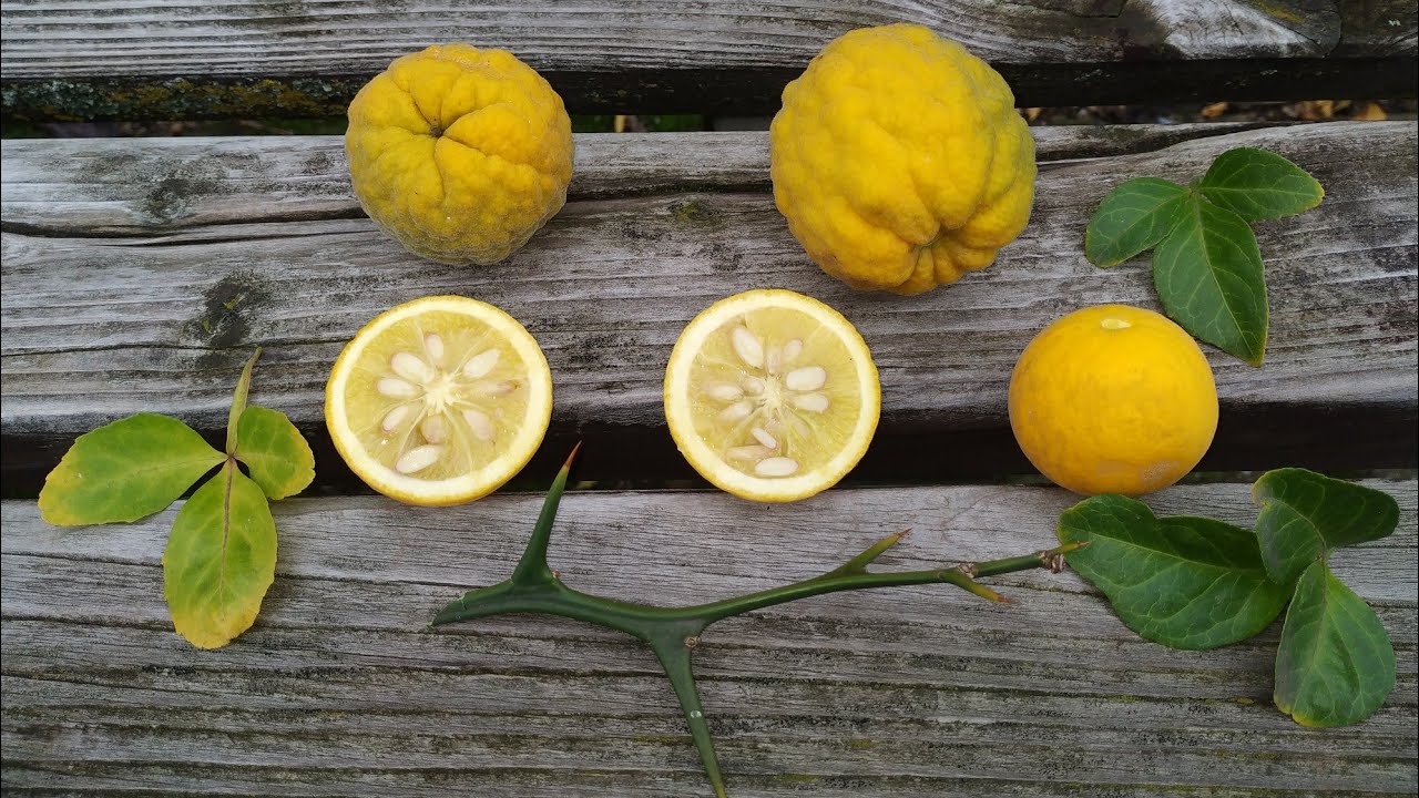 Trifoliate Orange or Hardy or Bitter Orange in Germany (Poncirus trifoliata)