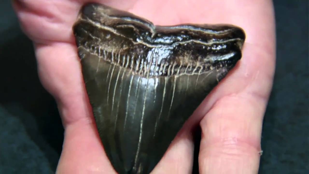 Sharks Teeth fossils.mov