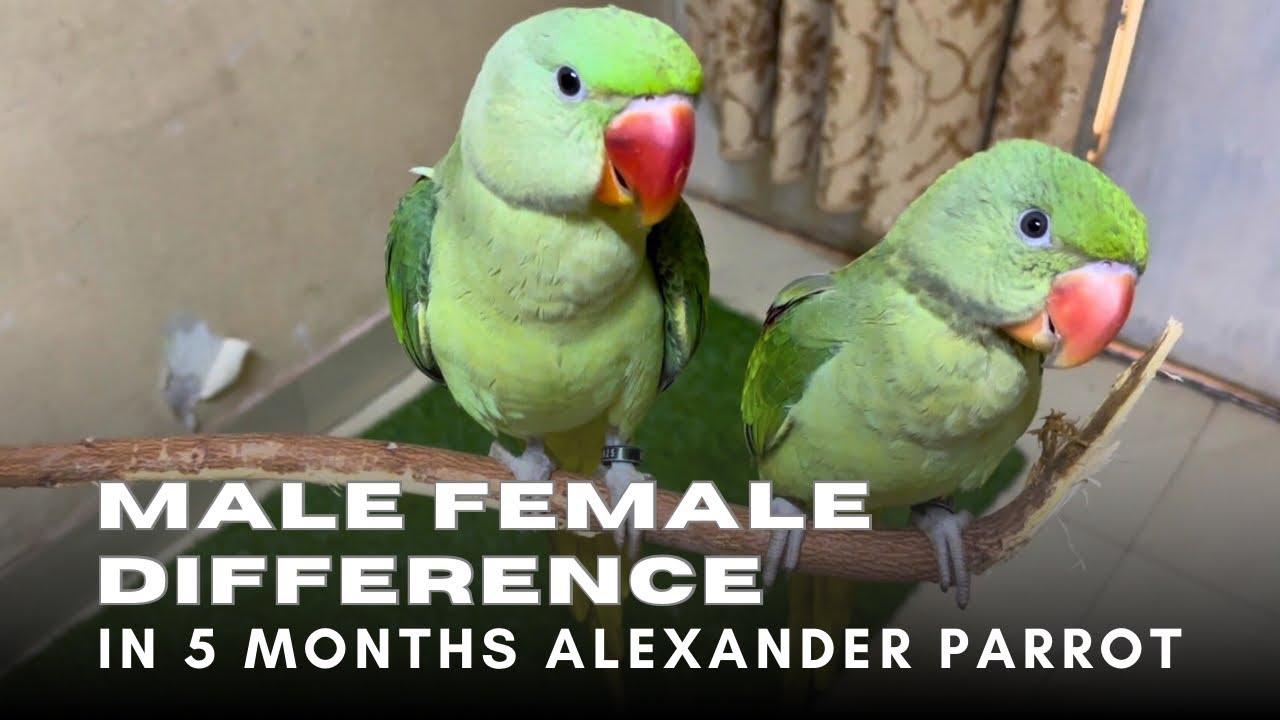 Alexander parrot Baby Male female difference #parrot #alexanderparrot #goluandmimmi 