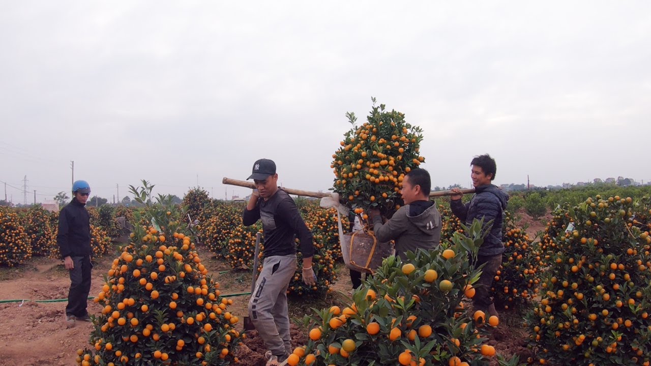 Đã Mua Được Quất Tết Nam Phong Đẹp Giá Hợp Lý