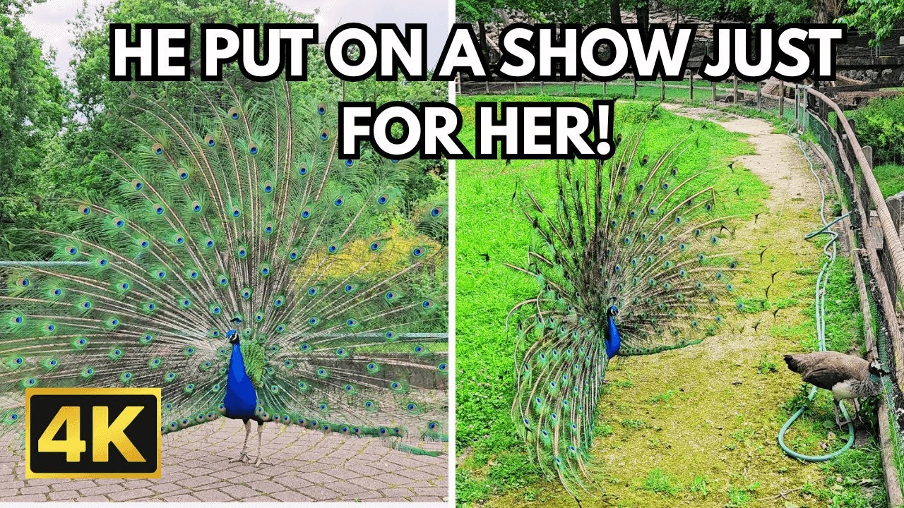 Peacocks Like You’ve Never Seen! | Colorful Mating Dance in the Open