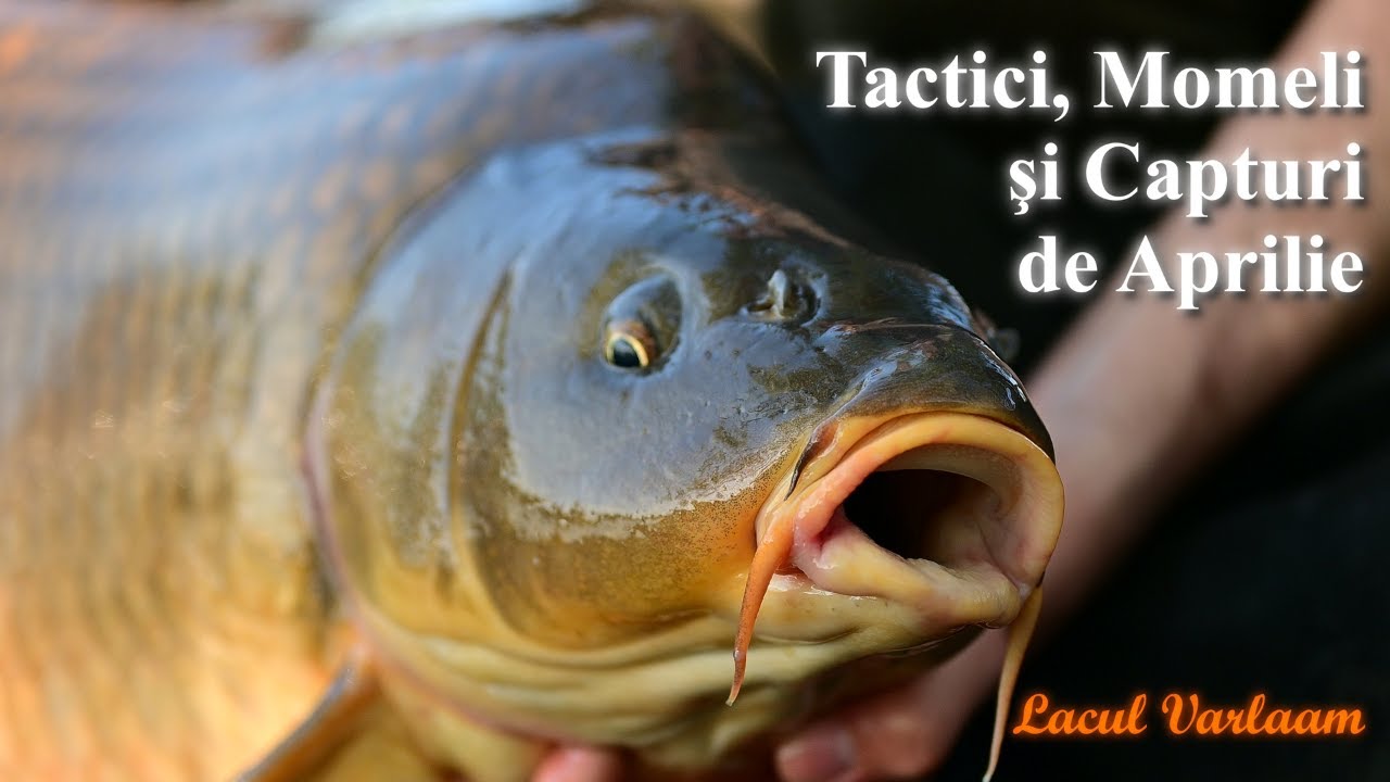 Pescuit la Crap pe Varlaam | Tactici, Momeli și Capturi de Aprilie