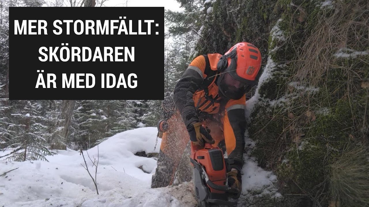 Mer arbete med stormfälld skog efter Johannes - Skördaren är med oss idag